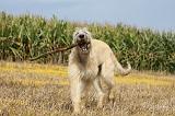 IRISH WOLFHOUND 100